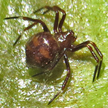 Euryopis episinoides
